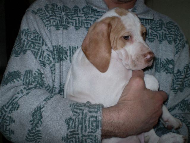 Janka