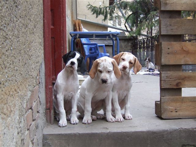 Jenny,Jim,Janka..Jack hátul