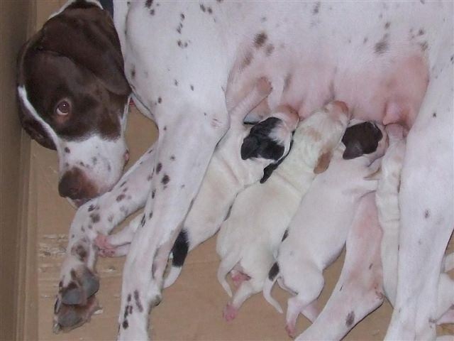 Ammily és a babák