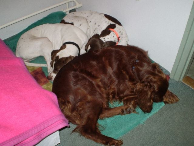 2008.dec.31-2009.jan.3.Borzavár- ...és megint pihenés (Viki,Ammily,kelly)