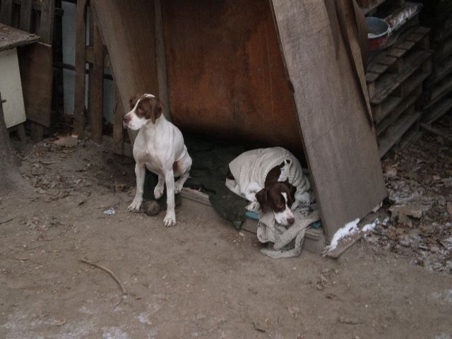 Ammily pulcsiban-Viki