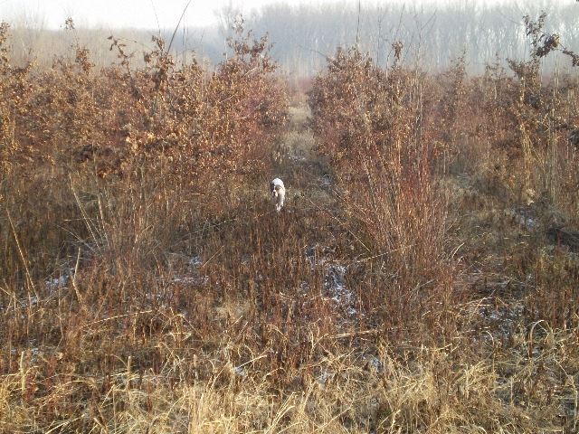 Püspök erdő-2008.december-Ammily