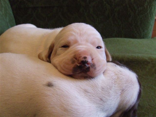 Jim Beam 14 napos (2009.02.10.)