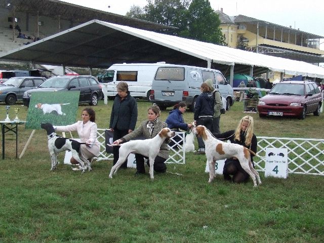 2008.10.04. Magyar Pointer Klubkiállítás (Budapest) - Bíró: Mrs. Susan Brophy (Irl) - Monty (I alom apja) Champion osztály: res CAC