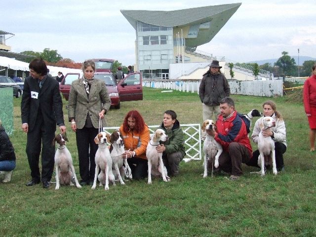 2008.10.04. Magyar Pointer Klubkiállítás (Budapest) - Bíró: Mrs. Susan Brophy (Irl) - Utódcsoport II.-res Best Progeny Group