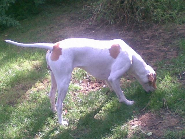 Iván 