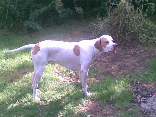 Iván 