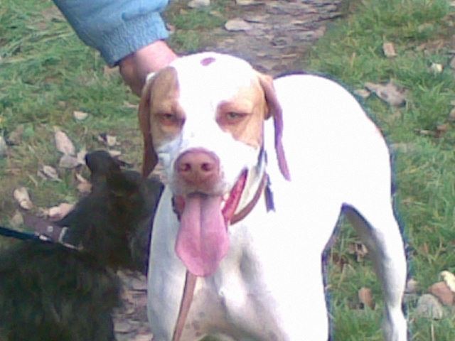 Iván 