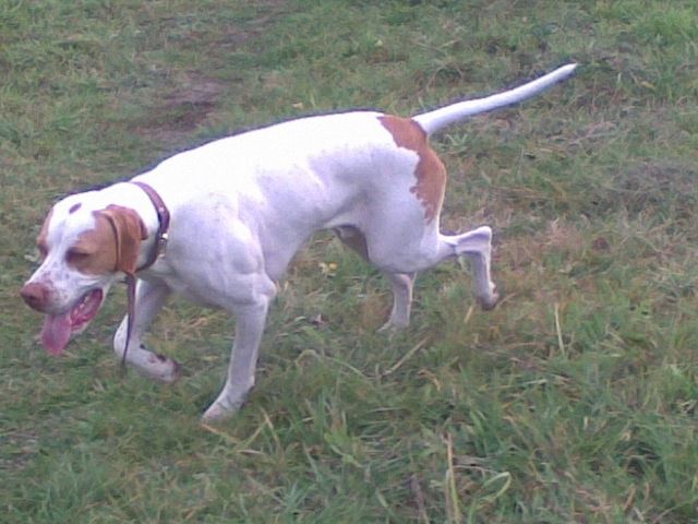 Iván 