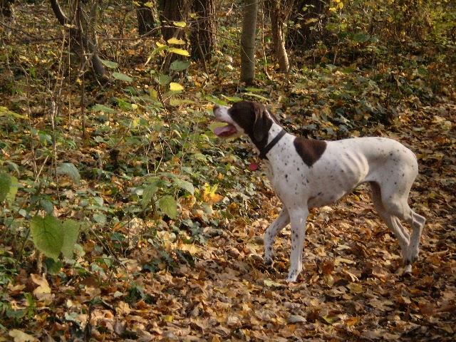 2008.őszi séta Lébényben (Ammily)