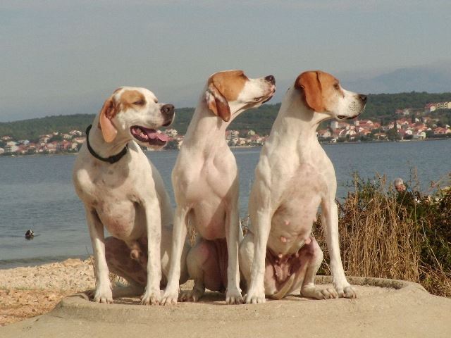 2008.10.23-26.Horvátország,Vadászkutya Világbajnokság
Casanova,Irisz/Felice,Bena