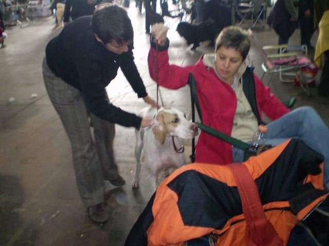 2008.december 21.Derby Kutyakiállítás,Budapest - Iphigeneia/Rozi
