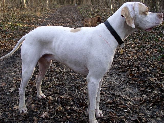 2008.december 26. Karácsonyi séta Lébényben Ironéknál, Kellyvel együtt (Iron)