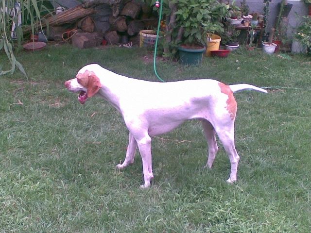 Iván - 2008.nyara