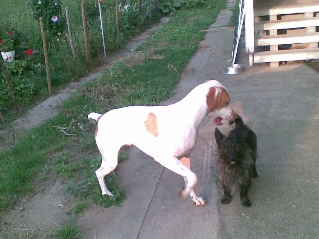 Iván és Tazi