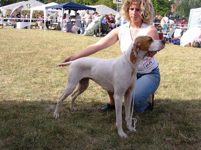 Irisz/Felice - 2008.09.07. Kecskemét Cac - Fiatal osztály:HPJ,Best Junior - Bíró:Czeglédi Attila