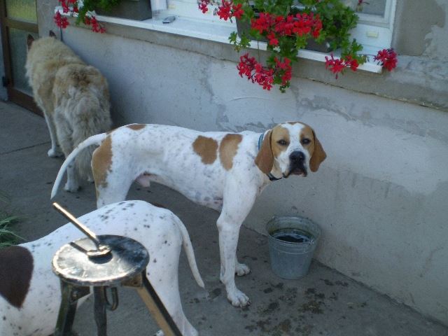 Látogatás Szlovákiában,Izidor/Frodóéknál (Frodó) - 2008.08.31.