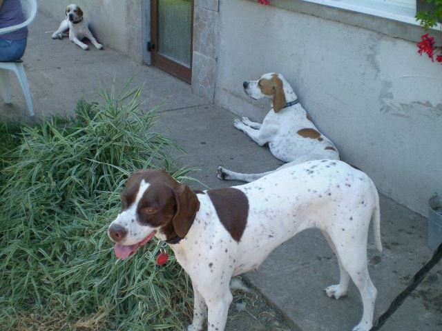 Látogatás Szlovákiában,Izidor/Frodóéknál (Ammily,Frodó,háttérben Casanova) - 2008.08.31.
