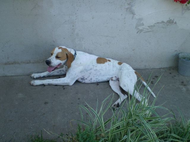 Látogatás Szlovákiában,Izidor/Frodóéknál (Frodó) - 2008.08.31.