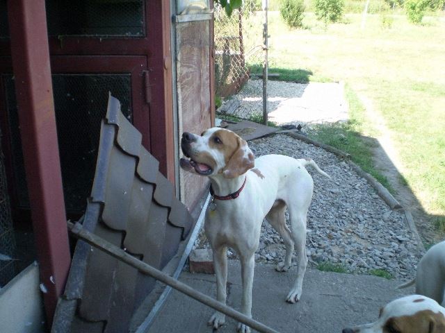 Látogatás Szlovákiában,Izidor/Frodóéknál (Monty apu és a madarak) - 2008.08.31.