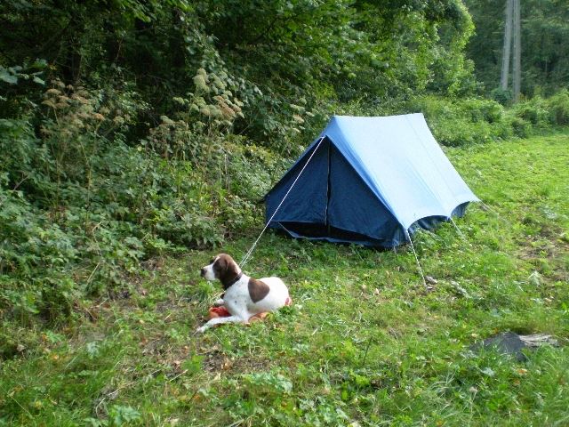 Sátorozás a Bakonyban - A nap végén,a táborhelyen - "Őrzöm a sátrat!" (Ammily)  2008.09.06-07.