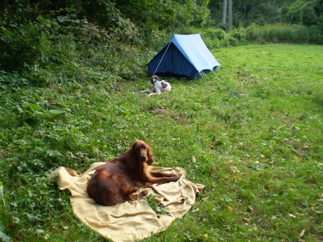 Sátorozás a Bakonyban - A nap végén,a táborhelyen - "Én is itt vagyok ám!" (Kelly)  2008.09.06-07.