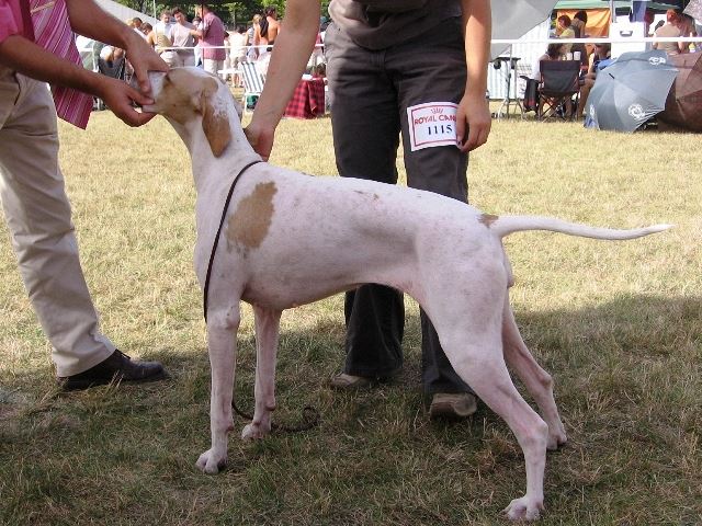 Iphigeneia/Rozi - 2008.09.07. Kecskemét Cac - Növendék osztály:CAC- Bíró:Czeglédi Attila