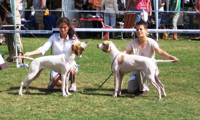 Iphigeneia/Rozi - 2008.08.30. Debrecen Cacib - Növendék osztály: CAC,CACIB,BOB (HFGY)- Bíró:Christian Vintu (Románia)-HFGy összevetés