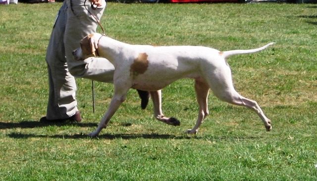 Iphigeneia/Rozi - 2008.08.30. Debrecen Cacib - Növendék osztály: CAC,CACIB,BOB (HFGY)- Bíró:Christian Vintu (Románia)