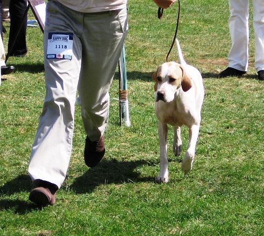 Iphigeneia/Rozi - 2008.08.30. Debrecen Cacib - Növendék osztály: CAC,CACIB,BOB (HFGY)- Bíró:Christian Vintu (Románia)