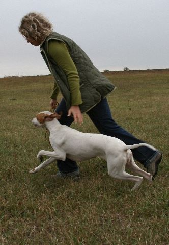 Field Trial - Cece - 2008.09.13-14. Irisz/Felice - "Jó" (8 pont)-Ezzel megszerezte a Munkavizsgát