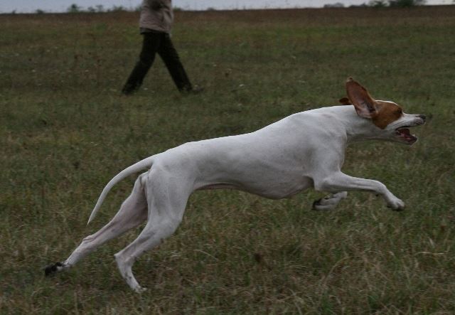 Field Trial - Cece - 2008.09.13-14. Irisz/Felice - "Jó" (8 pont)-Ezzel megszerezte a Munkavizsgát