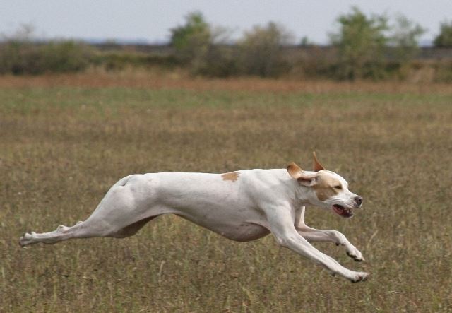 Field Trial - Cece - 2008.09.13-14. Iphigeneia/Rozi 