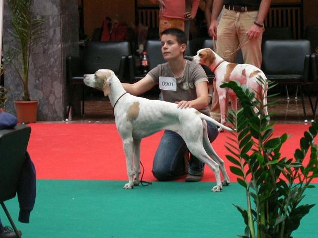 Iphigeneia/Rozi-Pécs CACIB 2008.06.014. Fiatal osztály: Kitűnő IV. Biró: Rui Oliviera (Portugália)