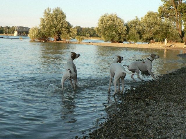 Irisz/Felice,Iphigeneia/Rozi,és apjuk,Monty-2008.június