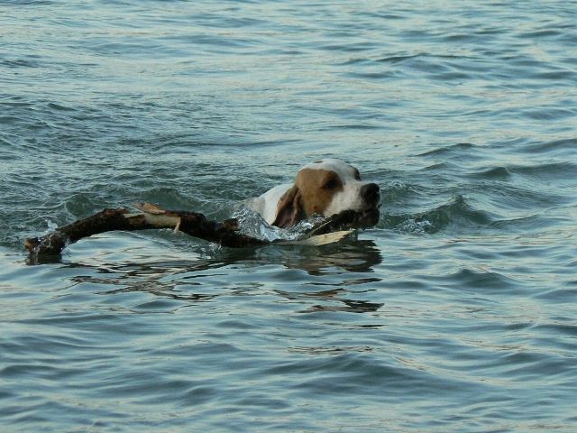 Irisz/Felice-2008.június