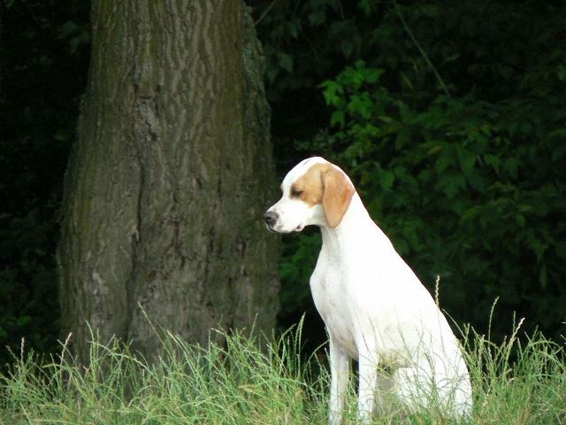 Irisz/Felice-2008.június