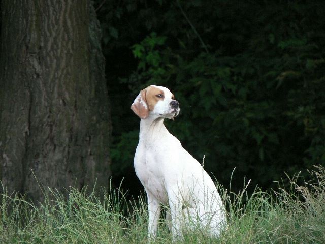 Irisz/Felice-2008.június