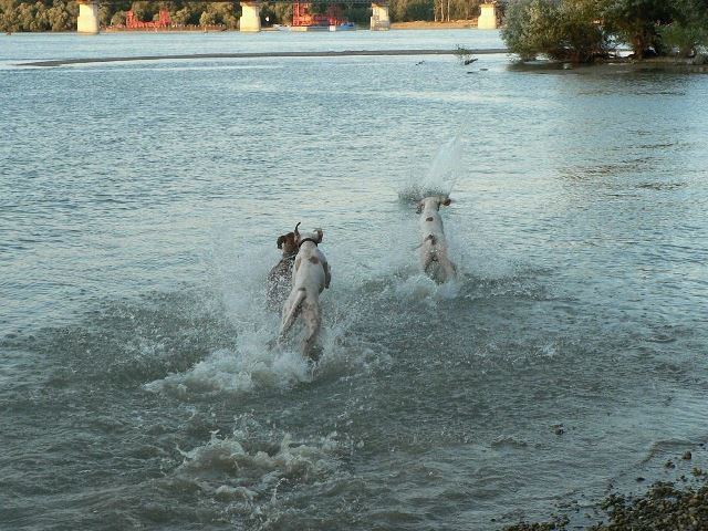 Iphigeneia/Rozi,Monty és Franciska-2008.június