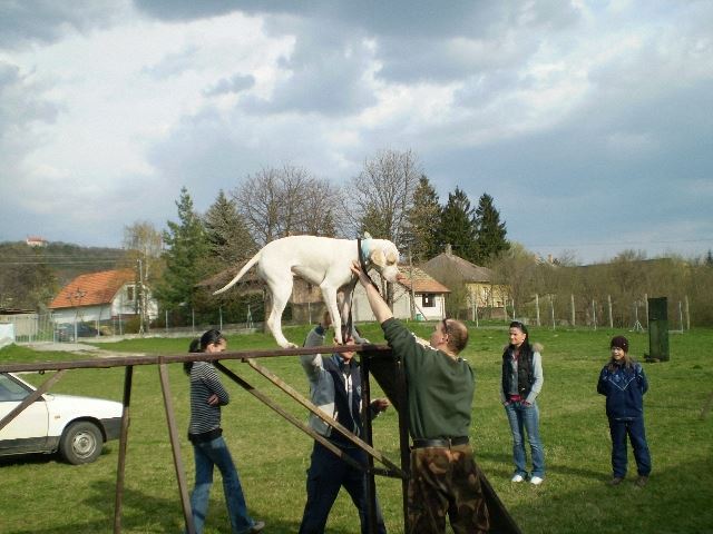 Iron a kutyaiskolában (2008.április)
