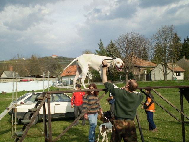 Iron a kutyaiskolában (2008.április)
