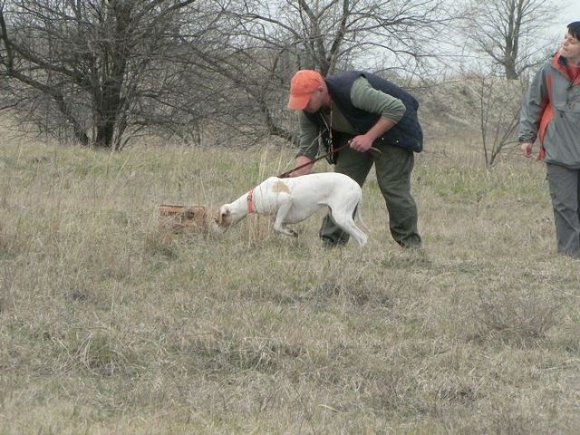 Iphi/Rozi gyakorol a mezőn (2008.április)