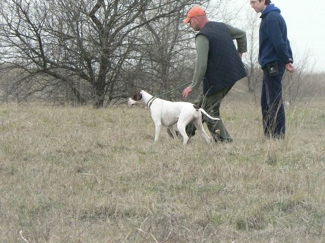 Iza/Szellő gyakorol a mezőn (2008.április)