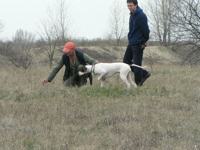 Iza/Szellő gyakorol a mezőn (2008.április)