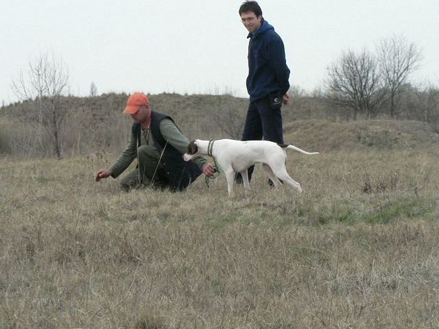 Iza/Szellő gyakorol a mezőn (2008.április)