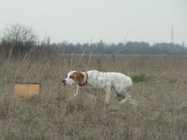 Irisz/Felice gyakorol a mezőn (2008.április)