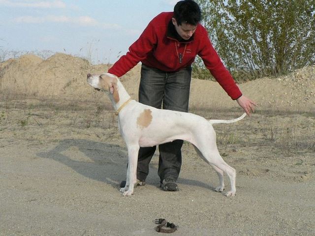 Iphike/Rozi (2008.április)