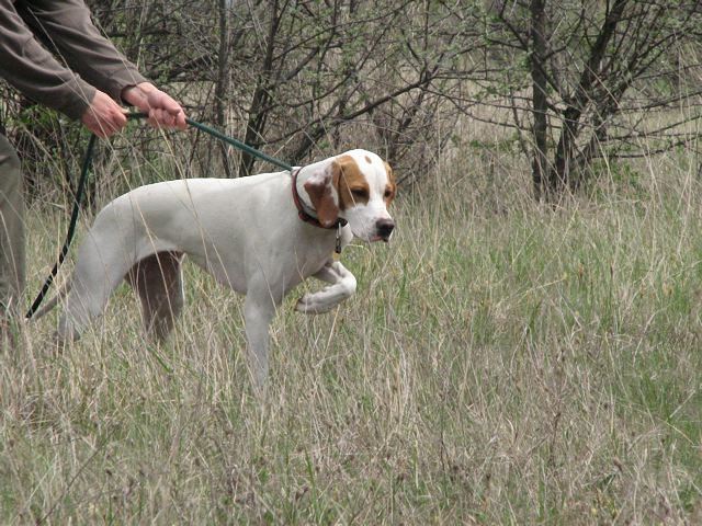 Irisz/Felice a mezőn (2008.április)