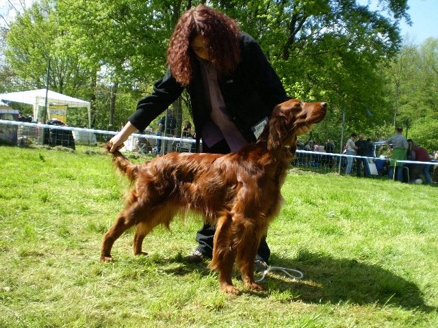 Kelly,kennelünk védence Fajtagyőztes a Sárvár Cac Kiállításon (2008.04.20.)