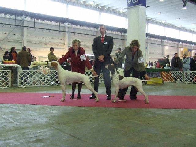 Champion Kiállítás 2007.12.16.- Bíró: Paul Stanton Svédország - 2007.Championok championja